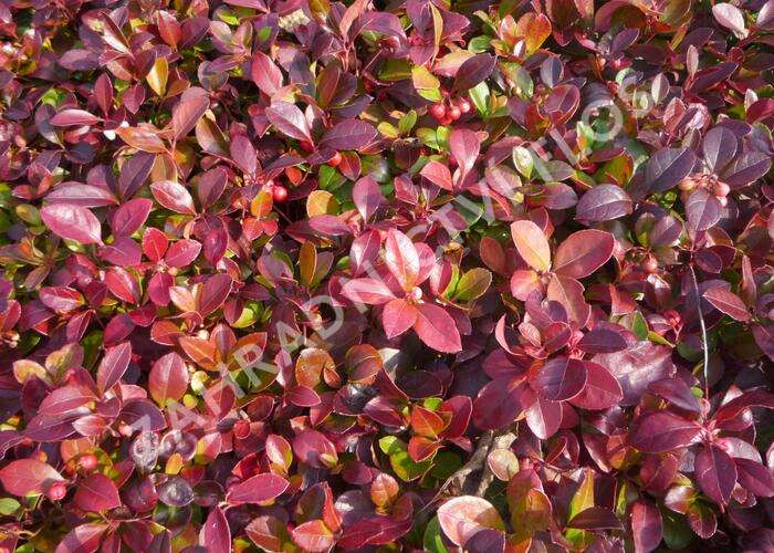 Libavka polehlá 'Winter Pearls Red Baron' - Gaultheria procumbens 'Winter Pearls Red Baron'