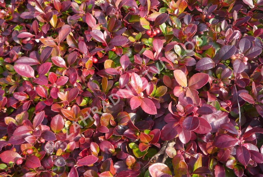 Libavka polehlá 'Winter Pearls Red Baron' - Gaultheria procumbens 'Winter Pearls Red Baron'