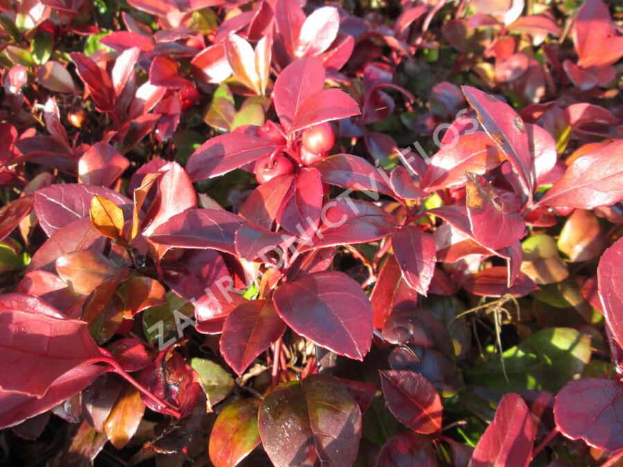 Libavka polehlá 'Winter Pearls Red Baron' - Gaultheria procumbens 'Winter Pearls Red Baron'