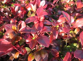 Libavka polehlá 'Winter Pearls Red Baron' - Gaultheria procumbens 'Winter Pearls Red Baron'