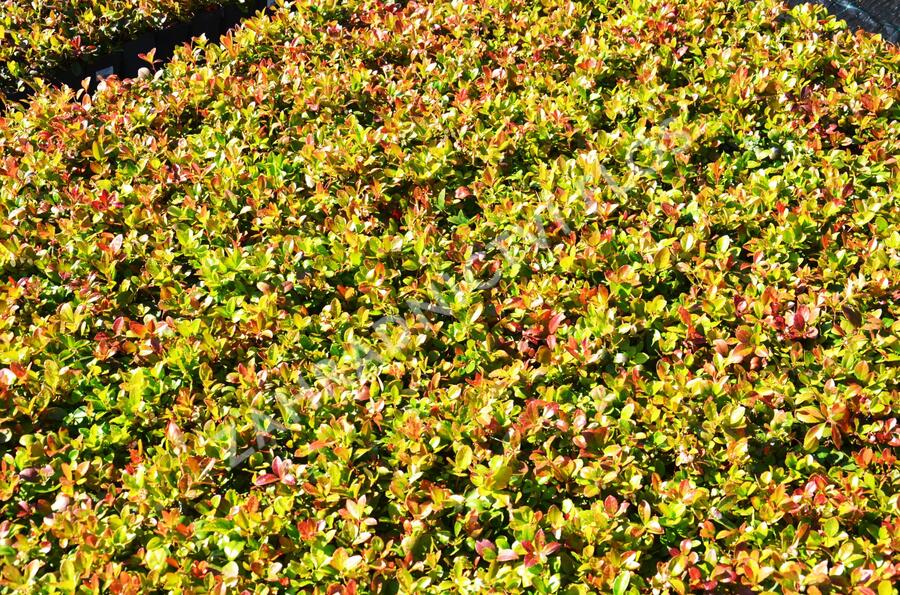 Libavka polehlá 'Winter Pearls Red Baron' - Gaultheria procumbens 'Winter Pearls Red Baron'