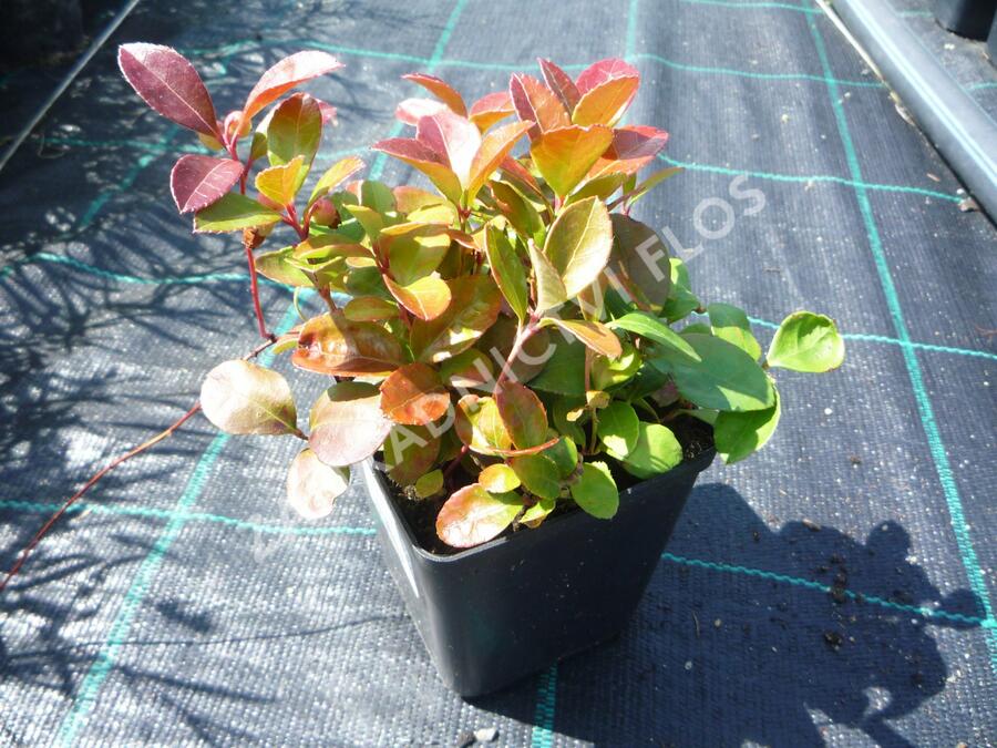 Libavka polehlá 'Winter Pearls Red Baron' - Gaultheria procumbens 'Winter Pearls Red Baron'
