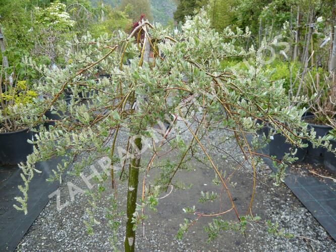 Vrba plazivá 'Iona' - Salix repens 'Iona'