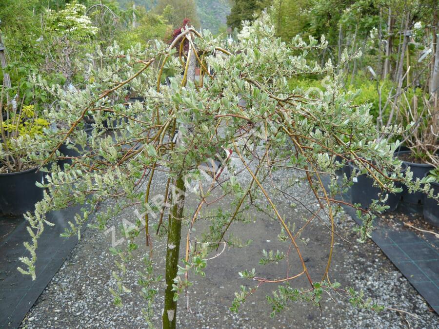 Vrba plazivá 'Iona' - Salix repens 'Iona'