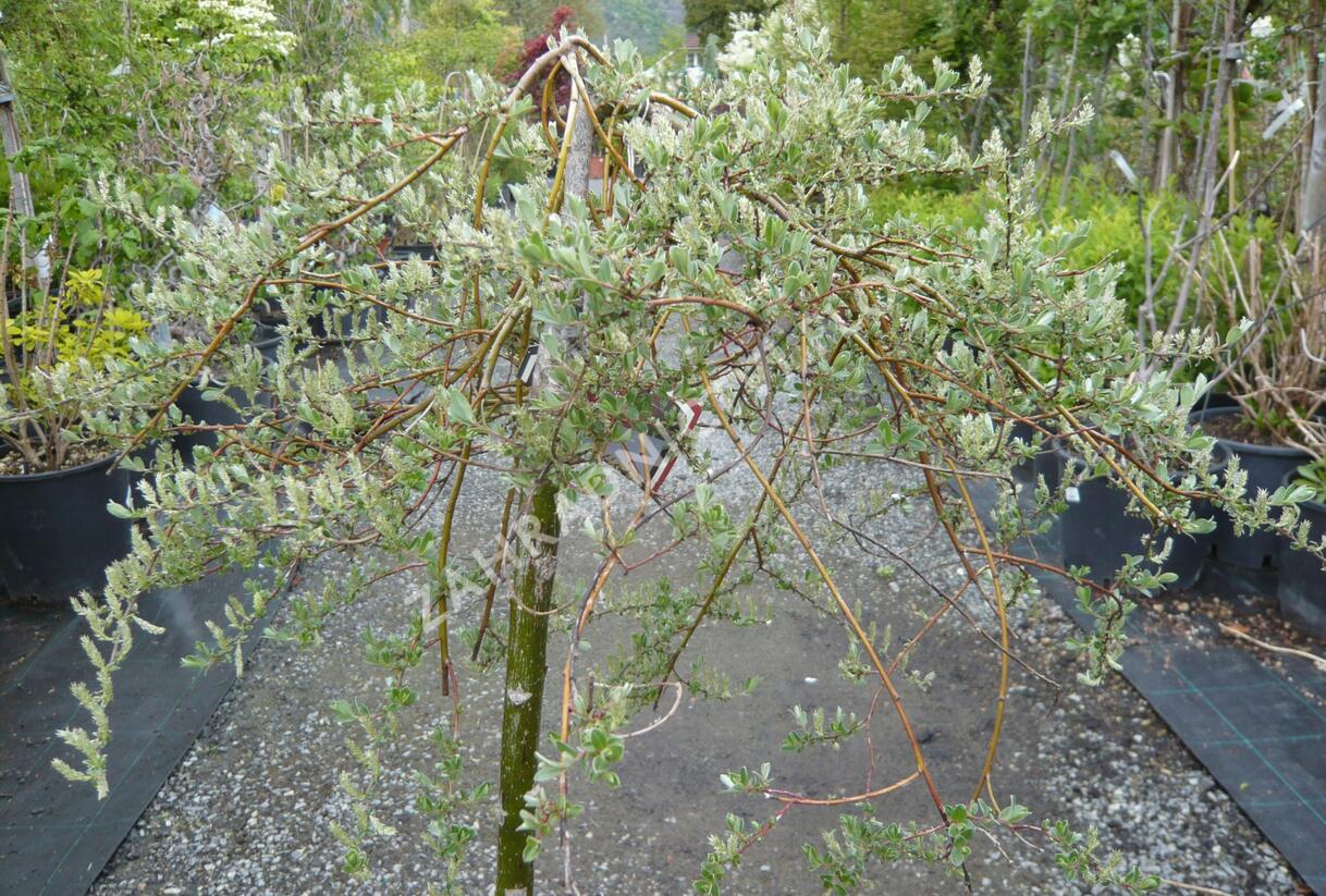 Vrba plazivá 'Iona' - Salix repens 'Iona'