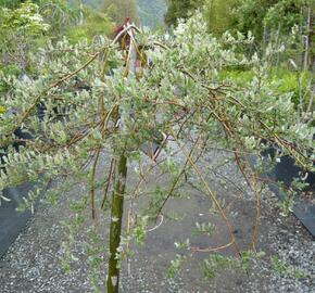 Vrba plazivá 'Iona' - Salix repens 'Iona'