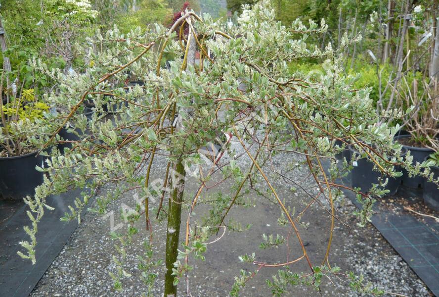 Vrba plazivá 'Iona' - Salix repens 'Iona'