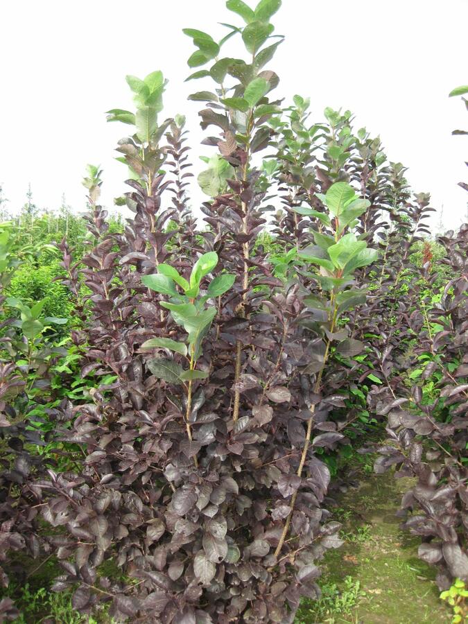 Střemcha viržinská 'Shubert' - Prunus virginiana 'Shubert'