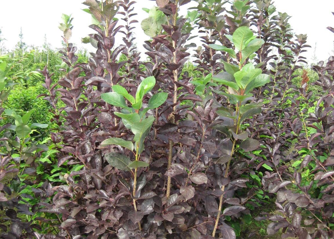 Střemcha viržinská 'Shubert' - Prunus virginiana 'Shubert'