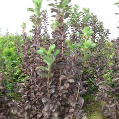 Střemcha viržinská 'Shubert' - Prunus virginiana 'Shubert'