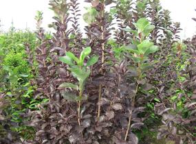 Střemcha viržinská 'Shubert' - Prunus virginiana 'Shubert'