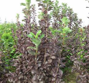 Střemcha viržinská 'Shubert' - Prunus virginiana 'Shubert'