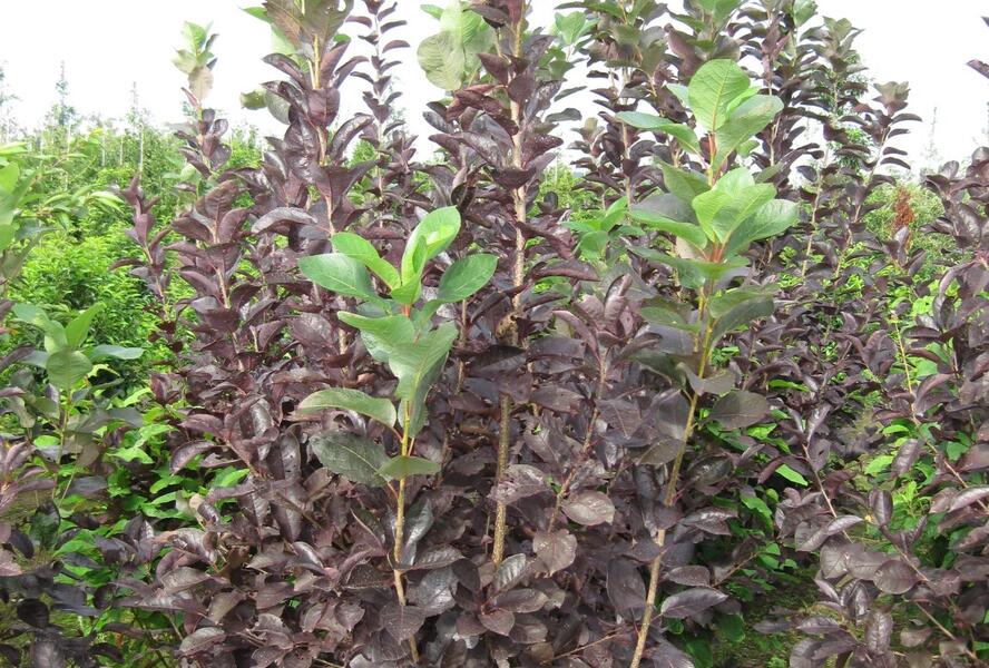 Střemcha viržinská 'Shubert' - Prunus virginiana 'Shubert'