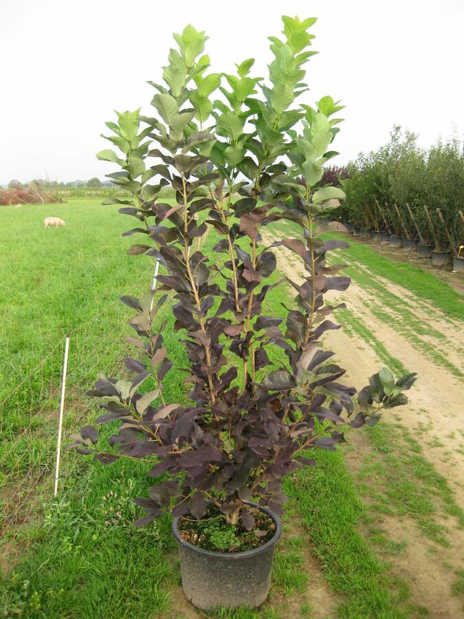 Střemcha viržinská 'Shubert' - Prunus virginiana 'Shubert'