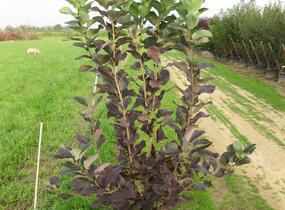 Střemcha viržinská 'Shubert' - Prunus virginiana 'Shubert'