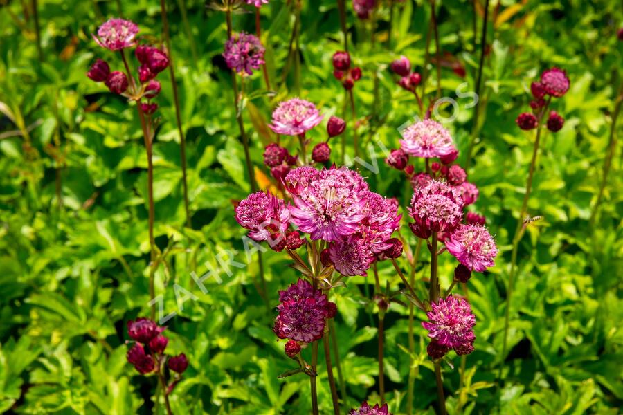 Jarmanka větší 'Star of Fire' - Astrantia major 'Star of Fire'