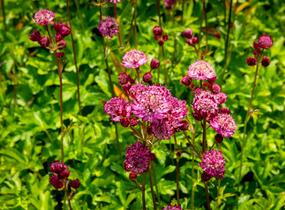 Jarmanka větší 'Star of Fire' - Astrantia major 'Star of Fire'