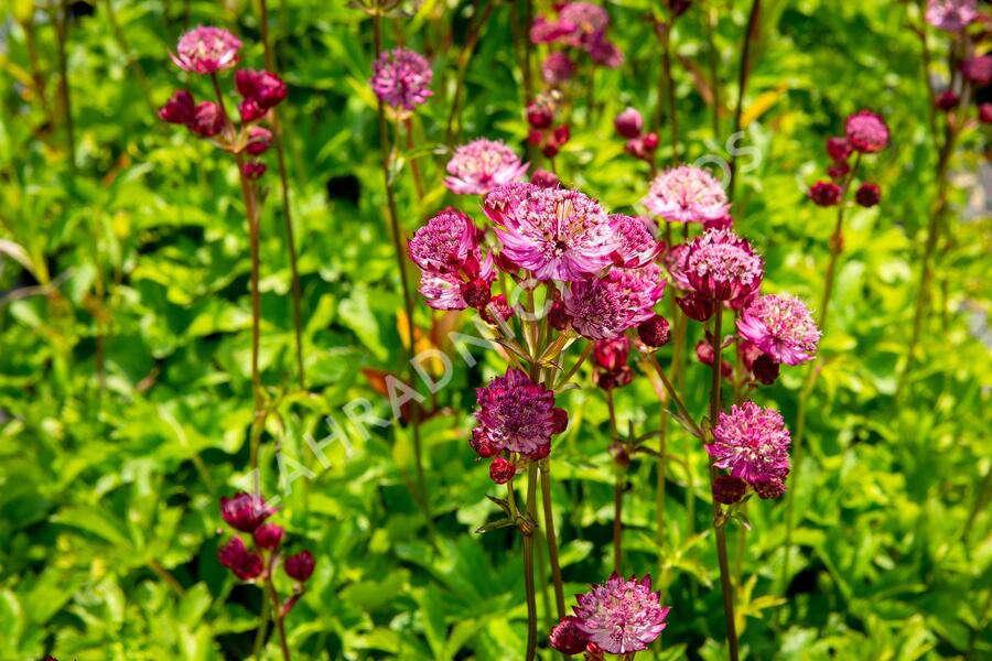 Jarmanka větší 'Star of Fire' - Astrantia major 'Star of Fire'