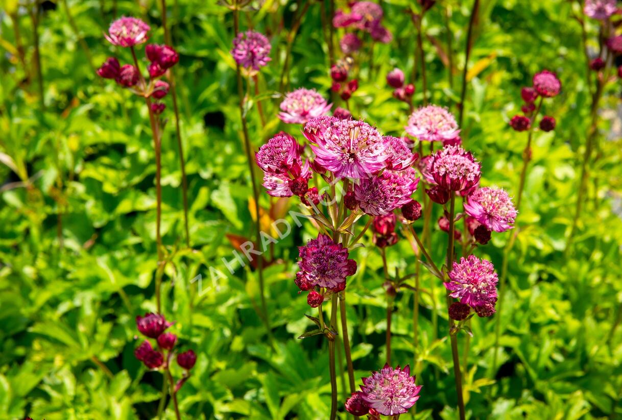 Jarmanka větší 'Star of Fire' - Astrantia major 'Star of Fire'