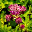 Jarmanka větší 'Star of Fire' - Astrantia major 'Star of Fire'