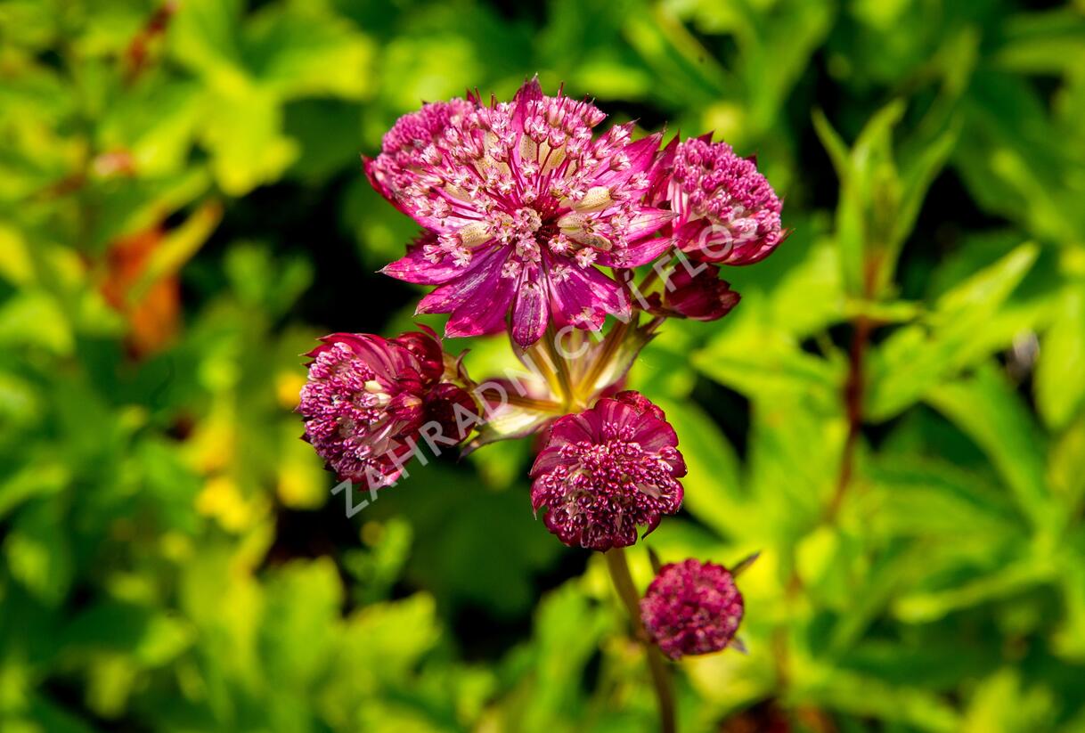Jarmanka větší 'Star of Fire' - Astrantia major 'Star of Fire'
