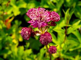 Jarmanka větší 'Star of Fire' - Astrantia major 'Star of Fire'
