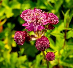 Jarmanka větší 'Star of Fire' - Astrantia major 'Star of Fire'