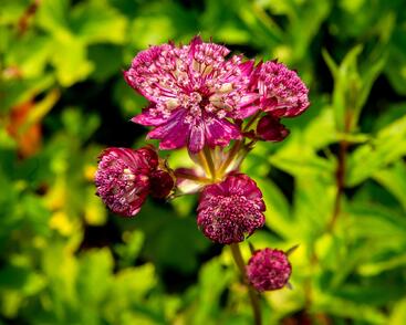 Jarmanka větší 'Star of Fire'