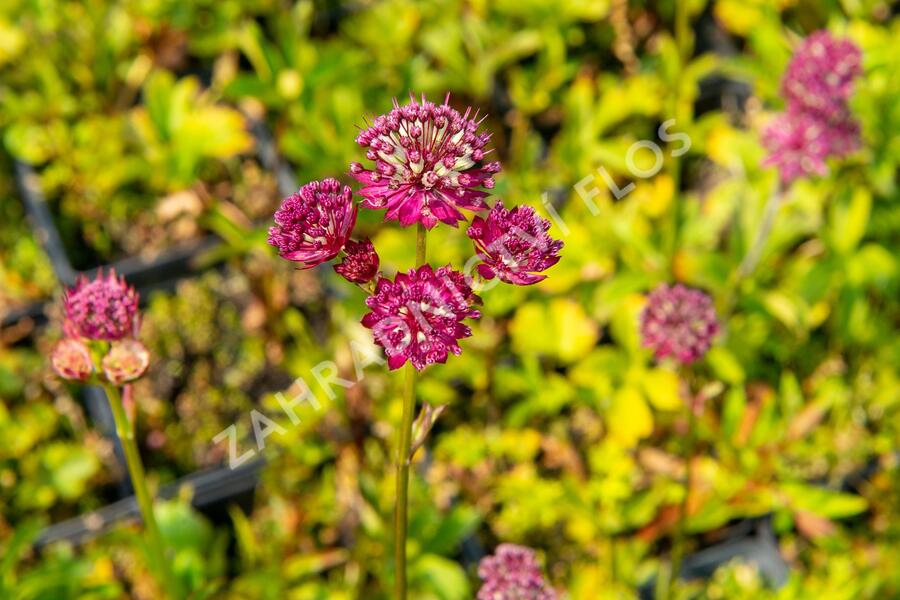 Jarmanka větší 'Ruby Cloud' - Astrantia major 'Ruby Cloud'