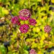 Jarmanka větší 'Ruby Cloud' - Astrantia major 'Ruby Cloud'