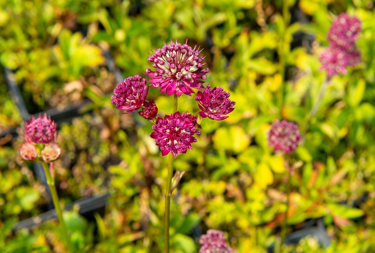 Jarmanka větší 'Ruby Cloud' - Astrantia major 'Ruby Cloud'
