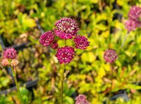 Jarmanka větší 'Ruby Cloud' - Astrantia major 'Ruby Cloud'