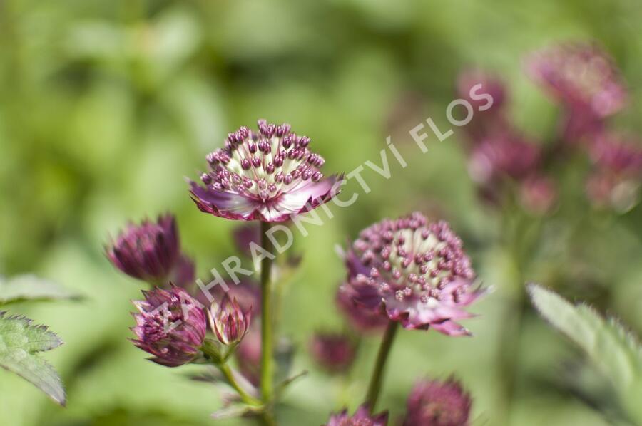 Jarmanka větší 'Ruby Cloud' - Astrantia major 'Ruby Cloud'