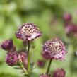 Jarmanka větší 'Ruby Cloud' - Astrantia major 'Ruby Cloud'