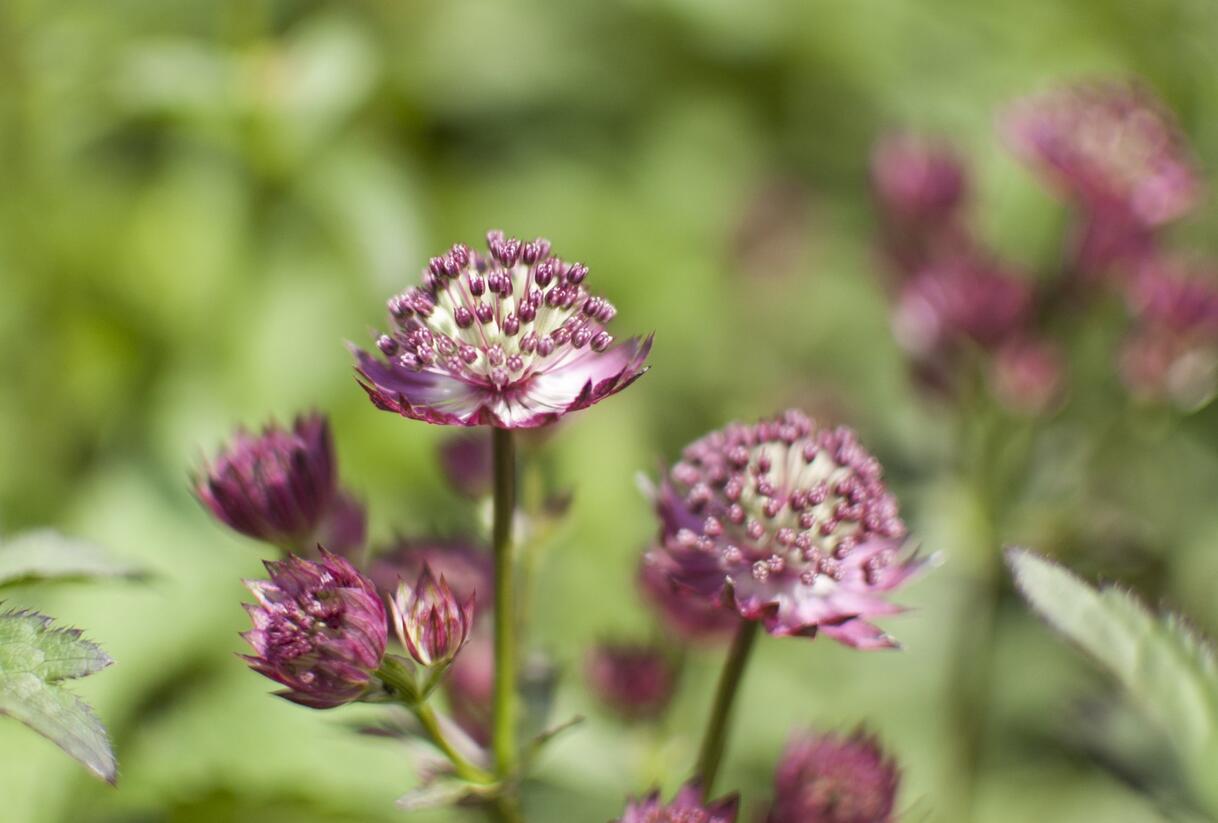 Jarmanka větší 'Ruby Cloud' - Astrantia major 'Ruby Cloud'