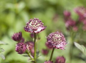 Jarmanka větší 'Ruby Cloud' - Astrantia major 'Ruby Cloud'
