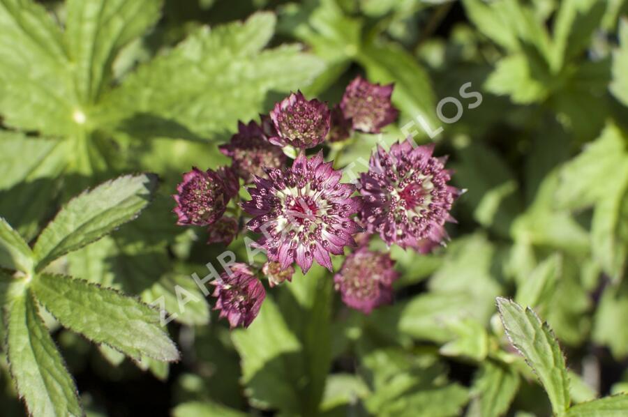 Jarmanka větší 'Ruby Cloud' - Astrantia major 'Ruby Cloud'