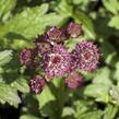 Jarmanka větší 'Ruby Cloud' - Astrantia major 'Ruby Cloud'