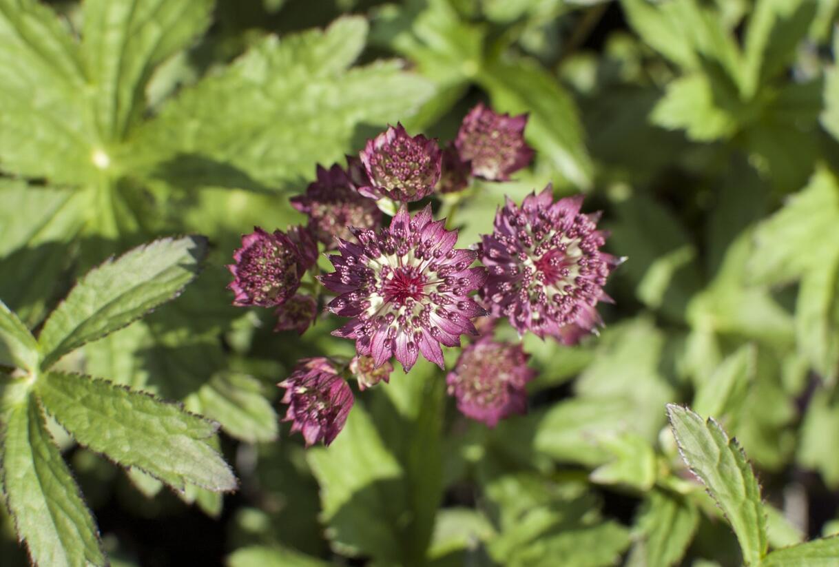 Jarmanka větší 'Ruby Cloud' - Astrantia major 'Ruby Cloud'
