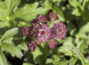 Jarmanka větší 'Ruby Cloud' - Astrantia major 'Ruby Cloud'