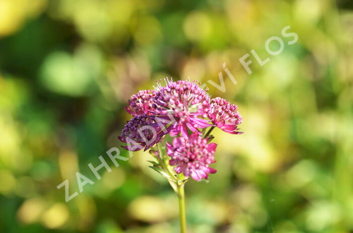 Jarmanka větší 'Ruby Cloud' - Astrantia major 'Ruby Cloud'