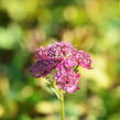 Jarmanka větší 'Ruby Cloud' - Astrantia major 'Ruby Cloud'