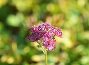 Jarmanka větší 'Ruby Cloud' - Astrantia major 'Ruby Cloud'