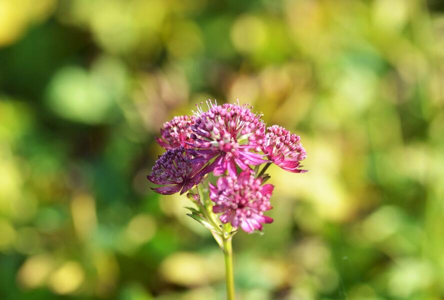Jarmanka větší 'Ruby Cloud' - Astrantia major 'Ruby Cloud'