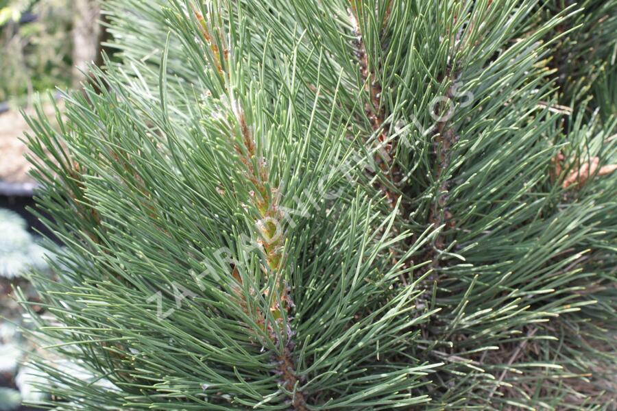 Borovice černá 'Molette' - Pinus nigra 'Molette'