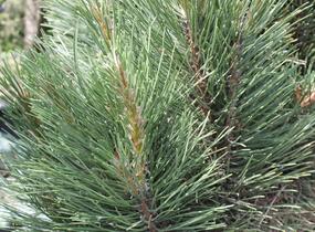 Borovice černá 'Molette' - Pinus nigra 'Molette'
