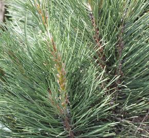 Borovice černá 'Molette' - Pinus nigra 'Molette'