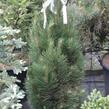 Borovice černá 'Molette' - Pinus nigra 'Molette'