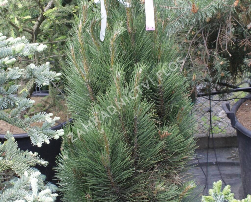 Borovice černá 'Molette' - Pinus nigra 'Molette'