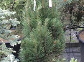 Borovice černá 'Molette' - Pinus nigra 'Molette'